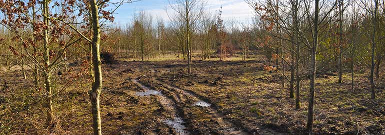 Woodland machinery at work creating new glades.