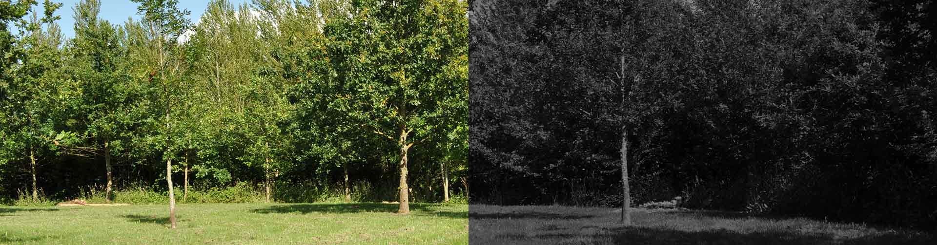 woodland glade for burial and interment of ashes. Oak, ash, willow and other native trees replenish lost ancient woodland