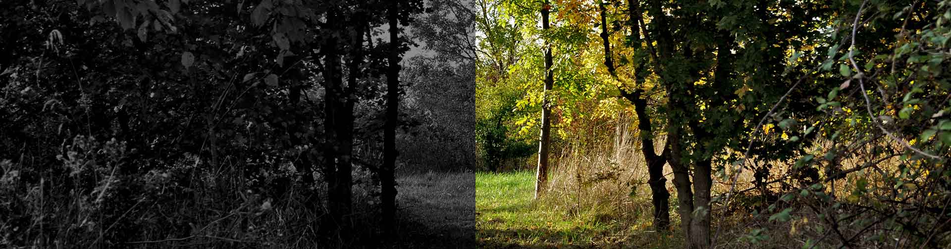 woodland path between burial glades