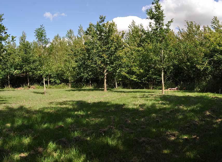 image of nightingale woodland glade